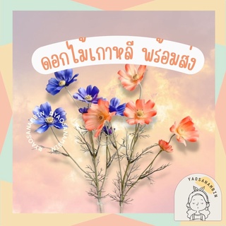 🇹🇭 ร้านคนไทย ใส่โค้ดลด 15 บาท🌻 ดอกไม้แต่งบ้าน ดอกไม้เกาหลี ดอกไม้นำเข้า ดอกคอสมอส พร็อบแต่งบ้าน