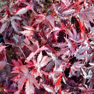 ต้นชบาเมเปิ้ล ขนาดถุงเพาะชำ5นิ้ว พร้อมปลูก สูงประมาณ25ซม. ดอกสีแดง