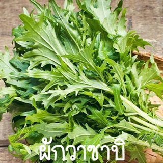 ผักกาดวาซาบิ🎯ถูกที่สุด10บ.📌เมล็ดพันธุ์ผักกาดวาซาบิ 300 เมล็ด💥งอกง่าย🌱รสชาติเหมือนวาซาบิ