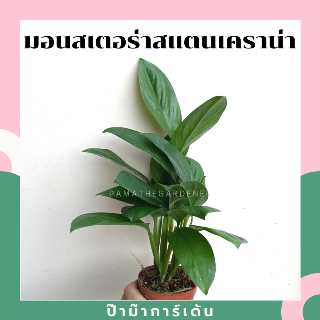 มอนสเตอร่า สแตนเคราน่า มาในกระถางพร้อมตั้ง