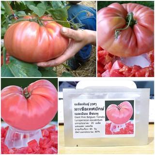 เมล็ดพันธุ์ มะเขือเทศยักษ์ เบลเยียม (Giant Pink Belgium Tomato Seed)บรรจุ 20 เมล็ด คุณภาพดี ของแท้ 100%