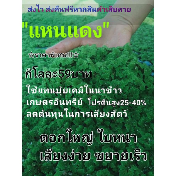 แหนแดง ไมโครฟินล่า(บรรนจุ1กิโลกรัม)