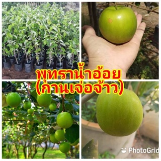 พุทราน้ำอ้อย ผลใหญ่ หวานกรอบ หวานมากในตระกูลพุทรา ต้นพันธุ์ทาบกิ่งสูง 50 ซม.รับประกันพันธุ์แท้ 100%