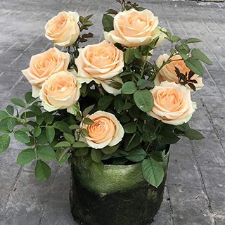 เมล็ดพันธุ์ กุหลาบ Champagne Rose Seeds ดอกใหญ่ ดอกหอม นำเข้าจากต่างประเทศ 30 เมล็ด