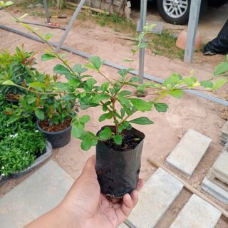 🌱ต้นชาดัด ปลูกประดับตกเเต่งเเนวรั้ว ขนาด 15-20cm🌱Chita Phan