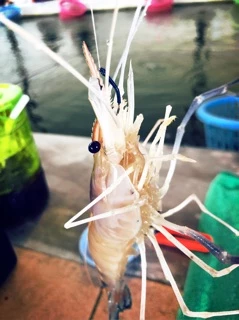ตัวเบ็ดตกกุ้ง ชุดเบ็ดตกกุ้ง ตั้งบาร์ลานซ์ ตกกุ้งบ่อ กุ้งแม่น้ำ ตกปู ถ่วงน้ำหนักพร้อมใช้งาน (มีสินค้าพร้อมส่งในไทย)
