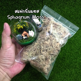 สแฟกนั่มมอส Sphagnum Moss มอสแห้ง สำหรับสวนขวด