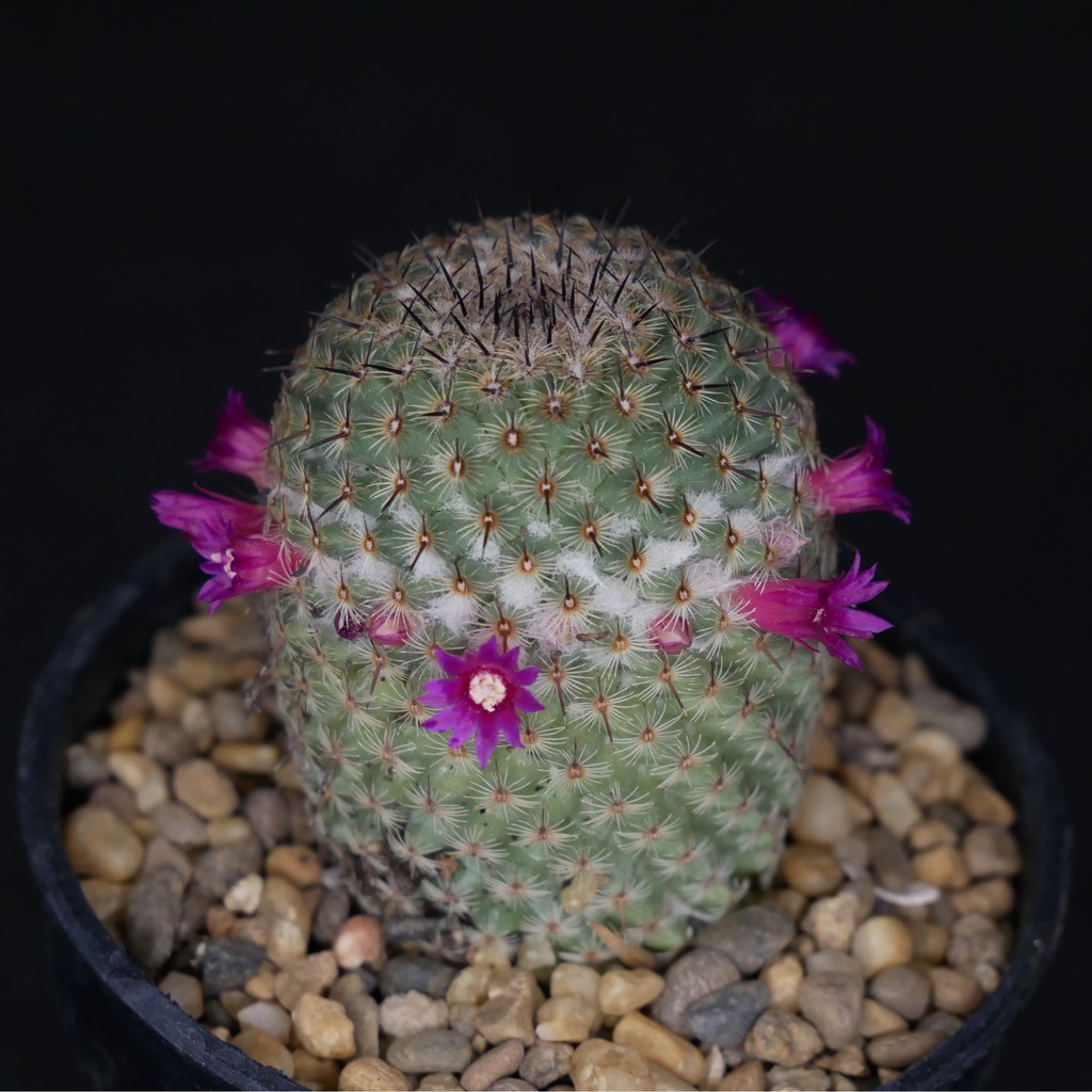 029 กระบองเพชร แมมเฮเลน หรือ Mammillaria Vagaspina Helen - Dusadisu -  Thaipick