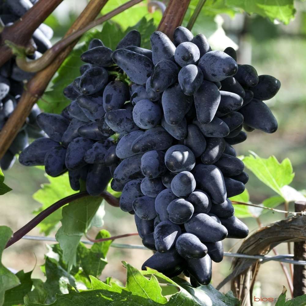 ต้นองุ่น องุ่นพันธุ์ฟิลลิป​ (Vigne 'Philipp grapes) ต้นใหญ่ แข็งแรง จัดส่งพร้อมถุง 8 นิ้ว ลำต้นสูง 60ซม
