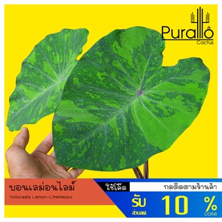 บอน เลม่อนไลม์ colocasia ​Lemon-Lime​Gecko #ไม้ด่าง #Variegated #colocasia​ #บอน #ต้นไม้ด่าง