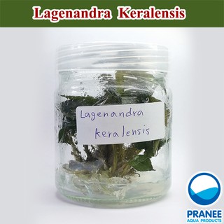 Lagenandra Keralensis (เรเจนนันดร้า) เนื้อเยื่อ ต้นไม้น้ำ ไม้น้ำตู้ปลา