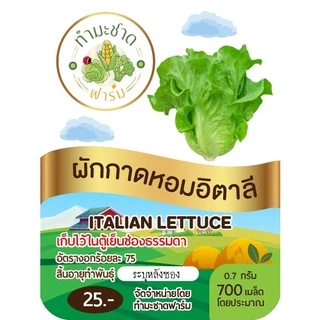 ทำมะชาดฟาร์ม (ซื้อ10แถม1) เมล็ดพันธุ์ ผักกาดหอมอิตาลี ขนาด0.7กรัม ประมาณ700เมล็ด ITALIAN LETTUCE ผักสลัด เมล็ดพันธุ์พืช