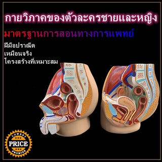 โมเดลหุ่นอนาโตมี่ Male and Female Pelvic Transverse Anatomy Model Female Reproductive Organ Model Human Body Model