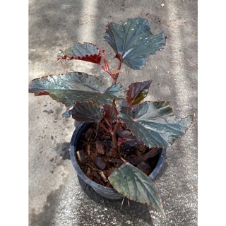 ต้นบีโกเนีย( Begonia ) ( 6" )