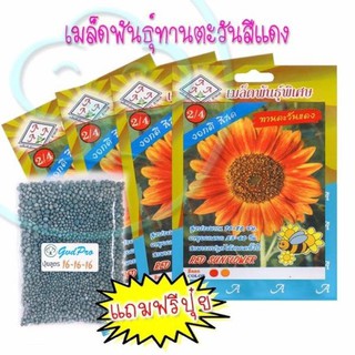 เมล็ดพันธุ์ ทานตะวัน โชว์ดอกสีแดง 4 ซอง  (ซองละประมาณ 10เมล็ด) แถมปุ๋ยฟรี