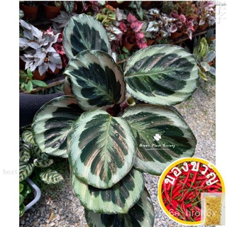 GPS Green Plant Society Live Calathea Medallion头饰/seeds/上衣/种子/文胸/苹果/园艺/男装/帽子/玫瑰/ J6OM