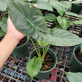 อโลคาเซีย เวนติ alocasia wentii