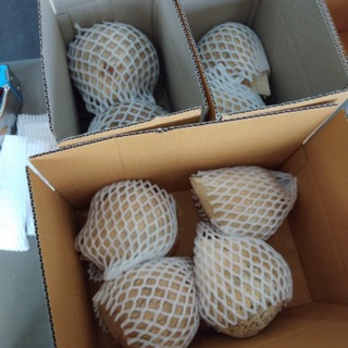 มะพร้าวกะทิ by meowmeow จากสวนบางสะพาน size s,m,l,xl