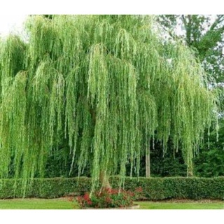 เมล็ดพันธุ์ อเมริกันวีปปิ้งวิลโลว ( American Weeping Willow Seed) บรรจุ 100 เมล็ด ของแท้ คุณภาพดี ราคาถูก นำเข้าจากต่าง