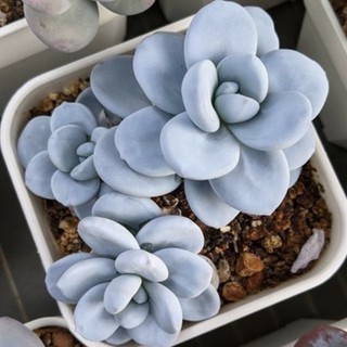 💙🤍Pachyphytum Cuicatecanum.50เมล็ด+ชุดเพาะ 169.