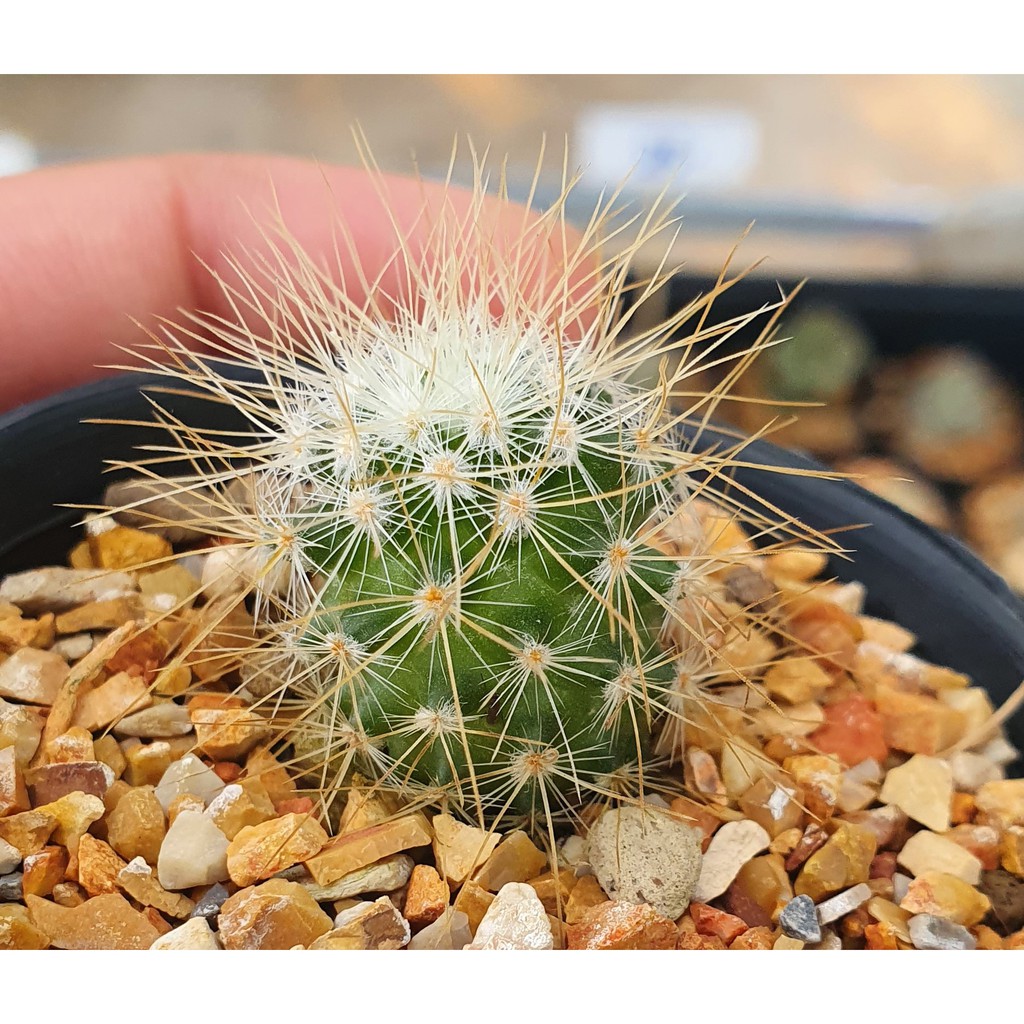 แมมหนามยาวสีทอง(Mammillaria marcosii)