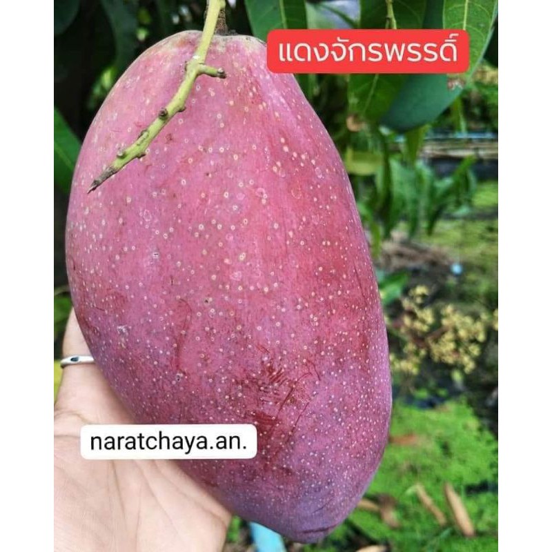 (NY)มะม่วงแดงจักรพรรดิ์ #ยู่เหวิน มะม่วงไต้หวัน พันธุ์แท้100% สูง 80-100 cm..รับประกันความเสียหายระหว่างการขนส่ง