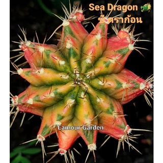 หน่อเด็ดสด แคคตัส (Gymno) "Sea Dragon" 🐲