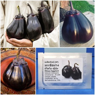 เมล็ดพันธุ์ มะเขือม่วง มิโตโย ญี่ปุ่น (Mitoyo Eggplant Seed) บรรจุ 20 เมล็ด คุณภาพดี ราคาถูก ของแท้ 100%