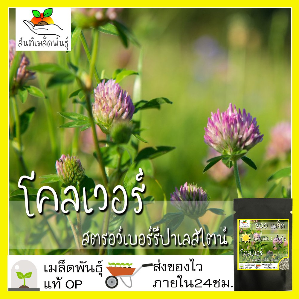 เมล็ดพันธุ์ โคลเวอร์ สตรอว์เบอร์รีปาเลสไตน์ 200 เมล็ด Strawberry Palestine Clover เมล็ดพันธุ์แท้ นำเข้าจากต่างประเทศ – โปรปัง