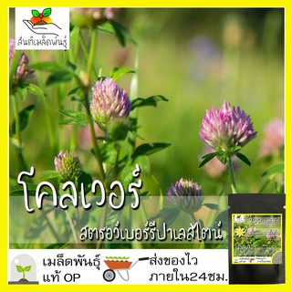 เมล็ดพันธุ์ โคลเวอร์ สตรอว์เบอร์รีปาเลสไตน์ 200 เมล็ด Strawberry Palestine Clover เมล็ดพันธุ์แท้ นำเข้าจากต่างประเทศ