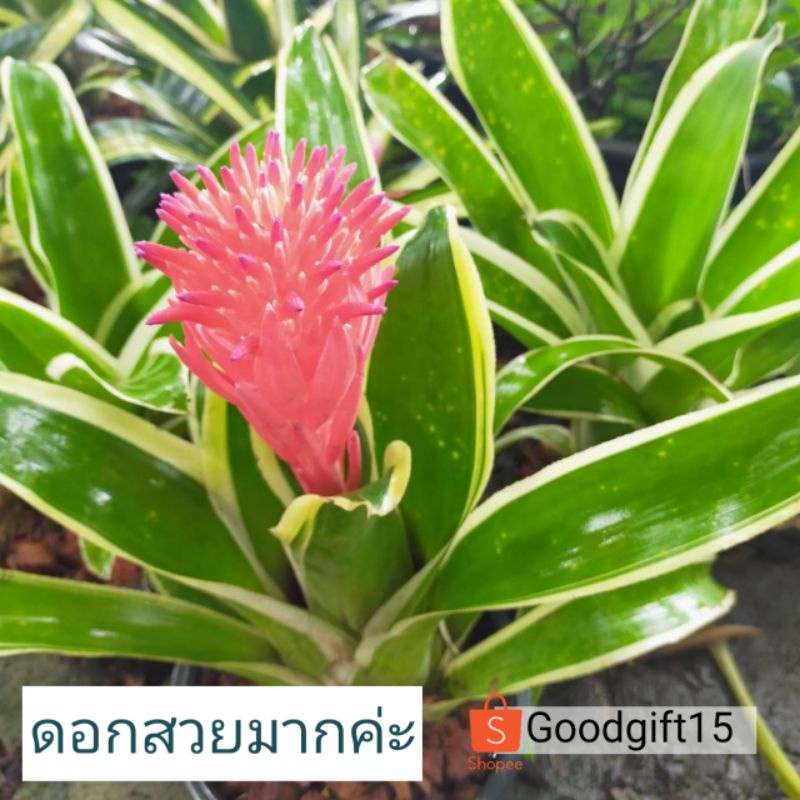 สับปะรดสี Billbergia Kyoto (มีของแถม) ออกดอกง่าย ดอกสีอมชมพู ออกดอกสีสวยมาก ส่งแบบถอดกระถางค่ะ (มีของพร้อมส่งค่ะ)