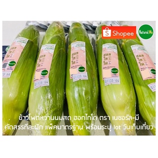 ฝักสด ขายดี! รีวิวแรง 9.9 มีร้านเดียวใน shopee ข้าวโพดนมสด ฮอกไกโด ลองทาน 2-3 ฝัก