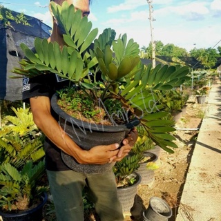 ต้นปรง แม็กซิกัน🌿 Zamia furfuracea (Mexican cycad)📢ส่งแบบถอดกระถาง🌿