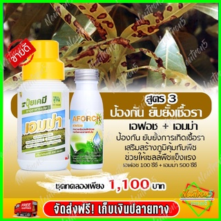 💥ส่งฟรี 💥  เอฟอช Aforch ( 100 ซีซี ) ปุ๋ยนำ้เอฟอช สารจับใบ +เอมม่า ( 500 ซีซี ) ปุ๋ยน้ำเอมม่า ป้องกันการเกิดเชื้อราในพืช