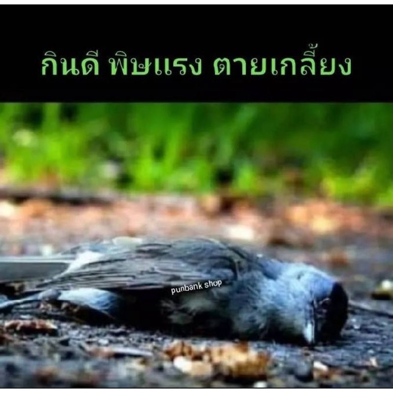 เหยื่อกำจัดนกพิราบนกกระจิบนกกระจอกสูตรใหม่พร้อมขนาดใหญ่กว่าเดิม1กระปุก100กรัม ราคา ถูกที่สุด ดีลบีเคเค แกลเลอรีภาพที่ 3
