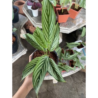 คล้า calathea ไม้ประดับ ไม้มงคล ไม้ฟอกอากาศ