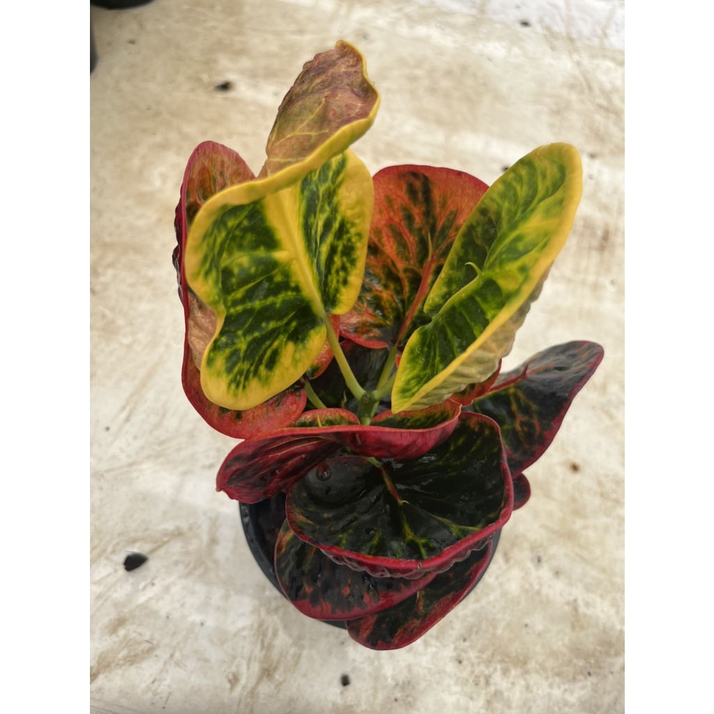 มุมมอง 3