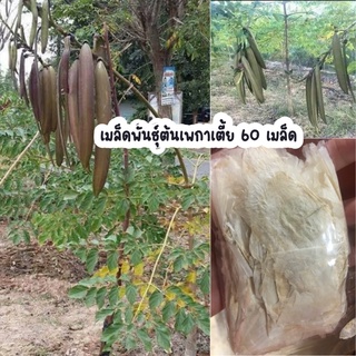 เมล็ดพันธุ์ต้นเพกาเตี้ย 60 เมล็ด