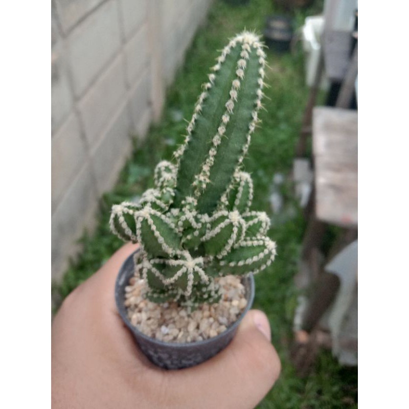 My Image 18