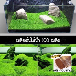 🆕 เมล็ดต้นไม้น้ำ แบบใบเล็ก Bacopa Monnieri จำนวน 100 เมล็ด++