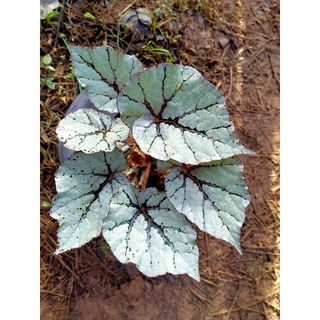 🍄🍃บีโกเนีย 🍃🍄 ลายสวยๆแปลกๆ