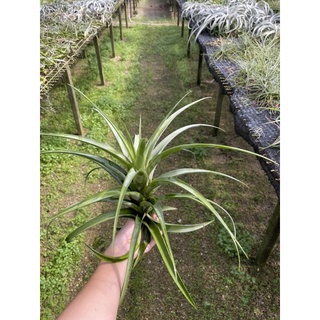 🔥🔥Tillandsia Flexuosa .