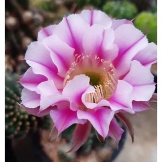 อิชินอปไฮบริดแองเจิล Echinopsis hybrid angle ดอกชมพู แคคตัส กระบองเพชร