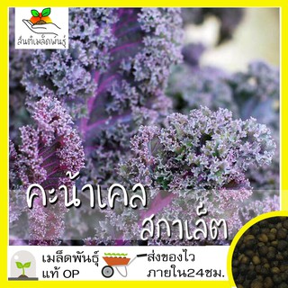 เมล็ดพันธุ์ คะน้าเคล สการ์เล็ต สีม่วง 30 เมล็ด Kale Scarlet …