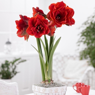 ว่านสี่ทิศ Amaryllis Double King 1หัว/ชุด ดอกซ้อนสีแดงสด สวยและมีกลิ่นหอมอ่อนๆ สินค้านำเข้าจากฮอลแลนด์ ไม้มงคล