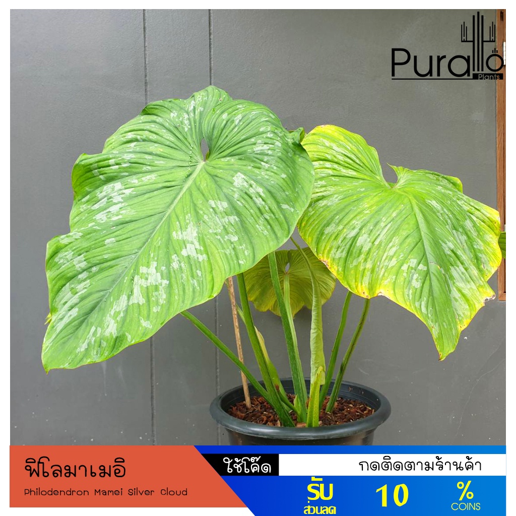 ต้นฟิโลเดนดรอนมาเมอิ Philodendron Mamei Silver Cloud #ไม้ด่าง #Silver Cloud #Philodendron