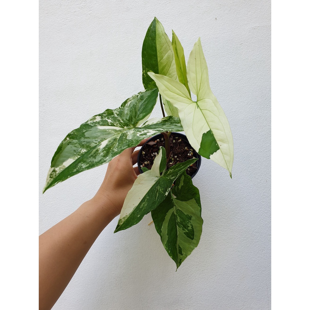 Syngonium Podophyllum White Variegated / เงินไหลมาด่างขาว