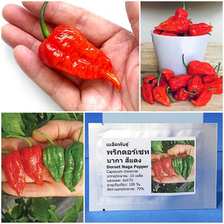 เมล็ดพันธุ์ พริกดอร์เซท นากา (Dorset Naga Pepper Seed) บรรจุ 10 เมล็ด คุณภาพดี ราคาถูก ของแท้ 100%