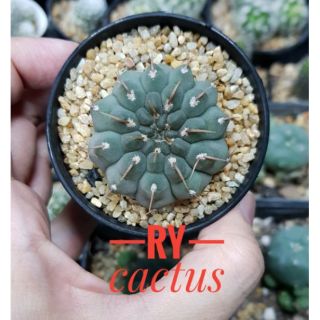 gymnocalycium vatteri กระบองเพชร วัตตารี่