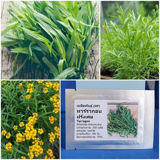 เมล็ดพันธุ์ ทาร์รากอน ฝรั่งเศส (Tarragon Seed) บรรจุ 500 เมล็ด คุณภาพดี ราคาถูก ของแท้ 100%